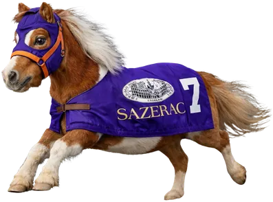 A miniature horse in a purple Sazerac racing blanket, number 7